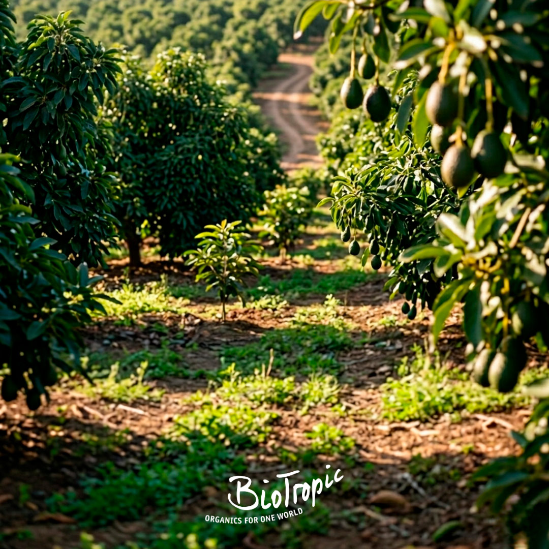 Biotropic organic avocado plantation