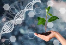 ASOBIO: la nueva regulación europea sobre Nuevas Técnicas Genómicas debilita la transparencia y aumenta la presión sobre el sector ecológico NGTs