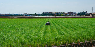 Chufa: un tesoro nutricional Valencian farmer growing green tigernuts, tuber used to make horchata drink