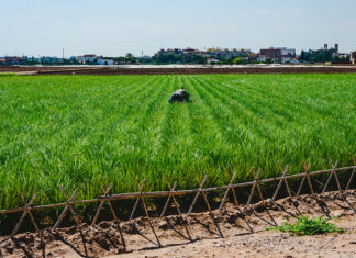Chufa: un tesoro nutricional Valencian farmer growing green tigernuts, tuber used to make horchata drink