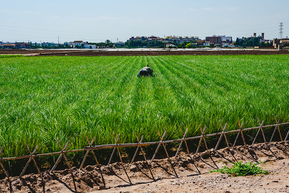 Valencian farmer growing green tigernuts, tuber used to make horchata drink