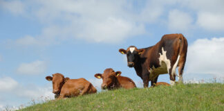 EU Livestock Strategy recognises benefits of organic farming livestock