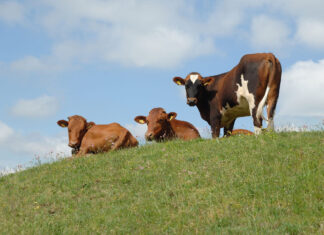 EU Livestock Strategy recognises benefits of organic farming livestock