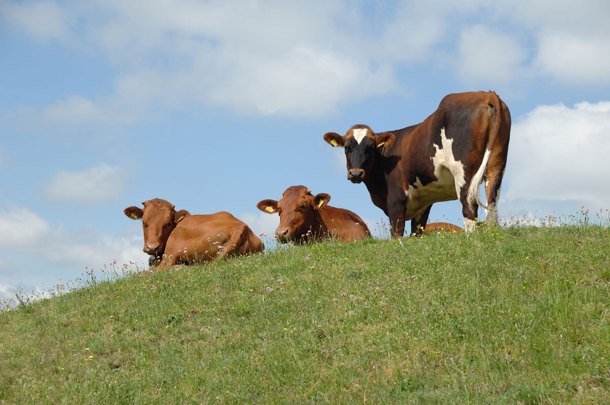 livestock