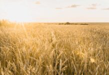 European Parliament moves organic revision forward trigo