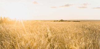 European Parliament moves organic revision forward trigo