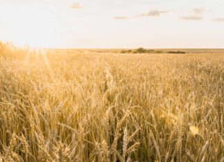 European Parliament moves organic revision forward trigo