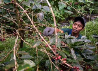 El Comercio Justo como pilar de resiliencia y sostenibilidad global