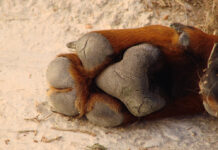 Cómo se hace un bálsamo natural para grietas de las patas, la nariz y los codos de tu perro bálsamo pies perro cosmética para mascotas
