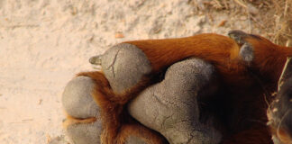 Cómo se hace un bálsamo natural para grietas de las patas, la nariz y los codos de tu perro bálsamo pies perro cosmética para mascotas