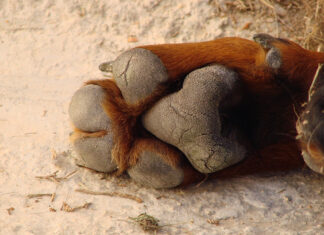 Cómo se hace un bálsamo natural para grietas de las patas, la nariz y los codos de tu perro bálsamo pies perro cosmética para mascotas