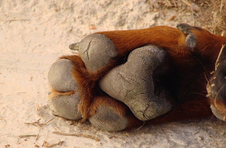 Cómo se hace un bálsamo natural para grietas de las patas, la nariz y los codos de tu perro bálsamo pies perro cosmética para mascotas
