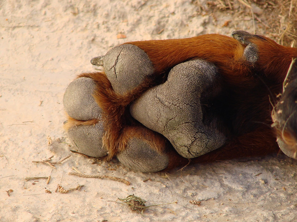 Cuidado natural de las patas, la nariz y los codos de un perro