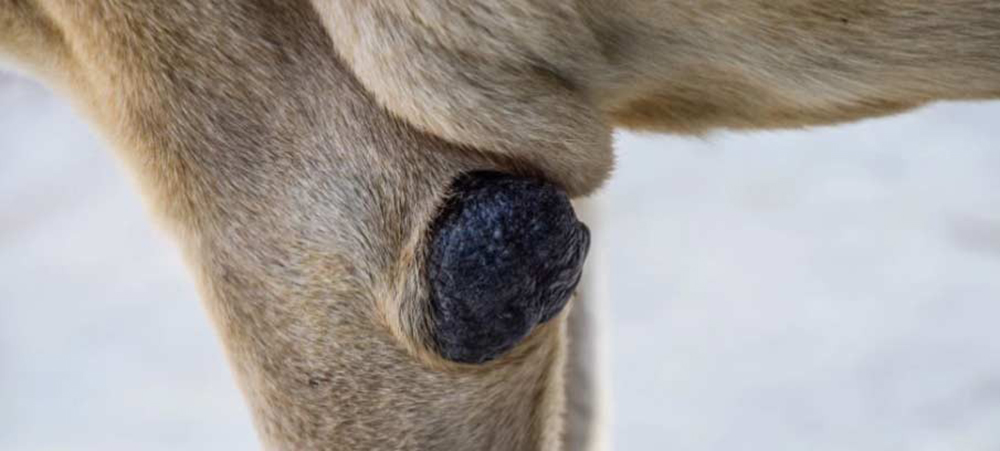 Bálsamo natural terminado para el cuidado de las patas del perro