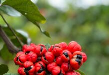 Import Promotion Desk showcases organic superfoods at SIAL 2026 BR Guarana do Brasil Guaraná