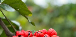 Import Promotion Desk showcases organic superfoods at SIAL 2026 BR Guarana do Brasil Guaraná