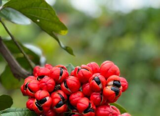 Import Promotion Desk showcases organic superfoods at SIAL 2026 BR Guarana do Brasil Guaraná