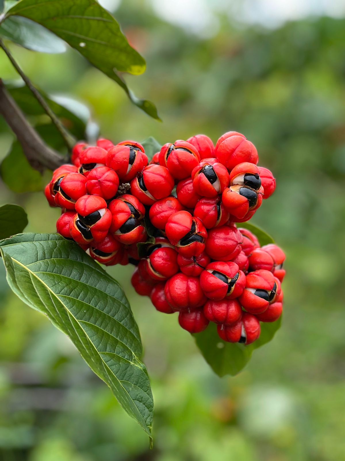 BR Guarana do Brasil Guaraná