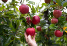 Día europeo de la agricultura ecológica: el equipo de VOG para la nueva temporada Gala