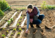 Patent on lettuce upheld: European Patent Office rejects appeal Patents-on-seeds