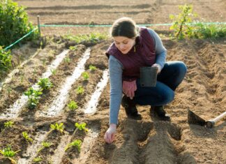 Patent on lettuce upheld: European Patent Office rejects appeal Patents-on-seeds