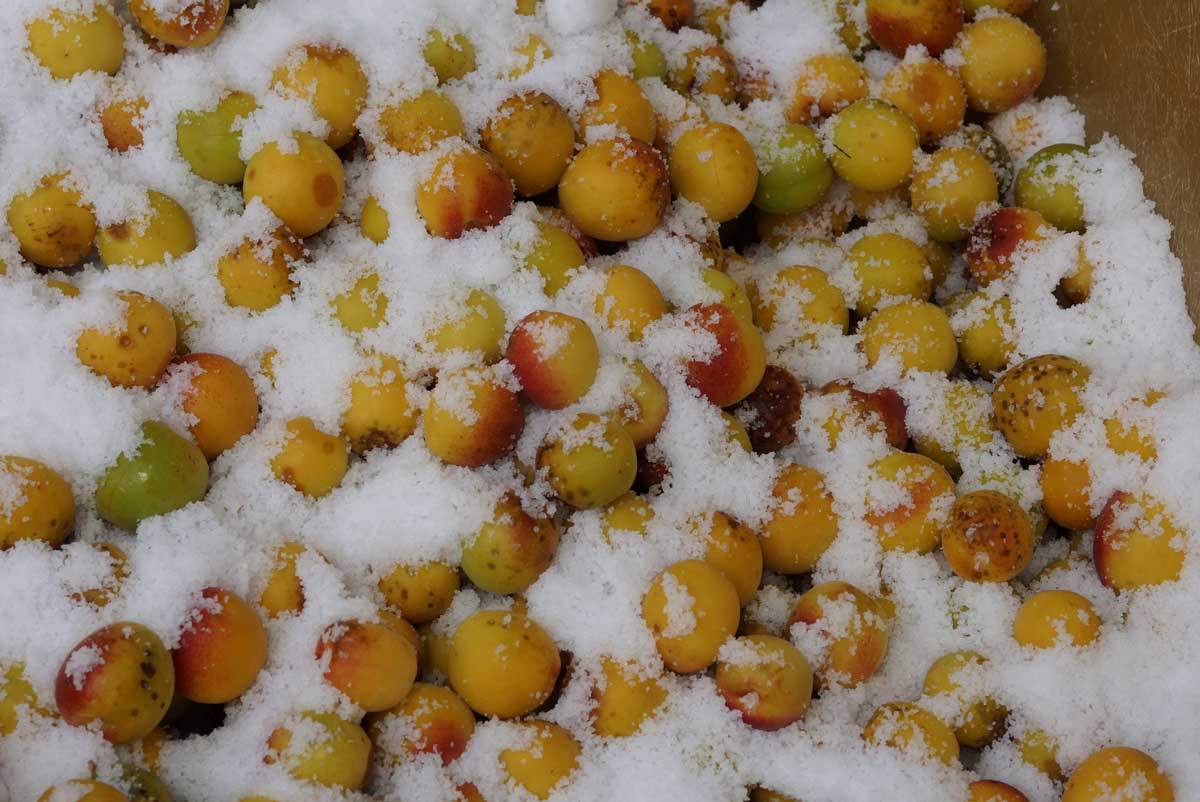 Plums