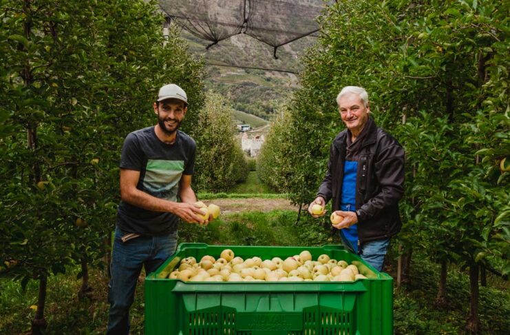 Manzanas ecológicas Val Venosta: balance de la temporada 2025/26 y confianza en la nueva cosecha