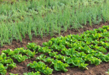 Hearing on appeal against a patent on lettuce lechuga