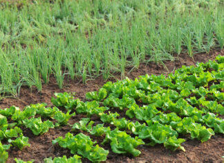 Hearing on appeal against a patent on lettuce lechuga