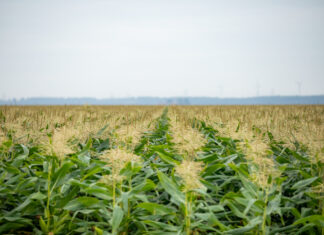 One step forward, one step back: OPTA Europe’s position on the revision of the Organic Regulation opta-europe-green-organics_004