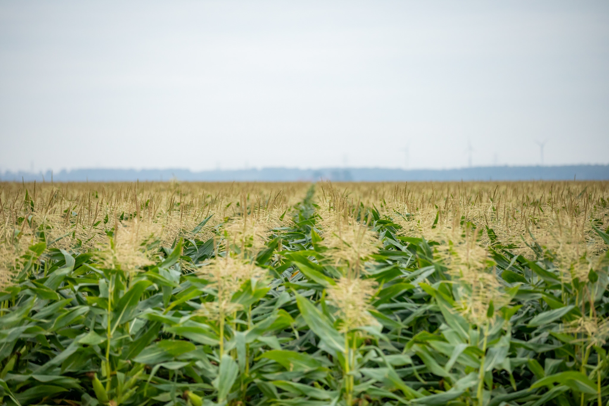 OPTA Europe Organic Regulation