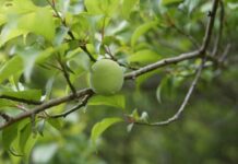 Organic umeboshi: Japanese tradition and intense flavour plum-tree