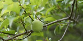 Umeboshi ecológico: tradición japonesa y sabor intenso plum-tree