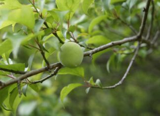 Umeboshi ecológico: tradición japonesa y sabor intenso plum-tree
