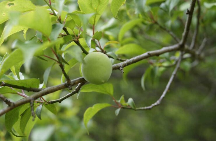 Umeboshi ecológico: tradición japonesa y sabor intenso plum-tree