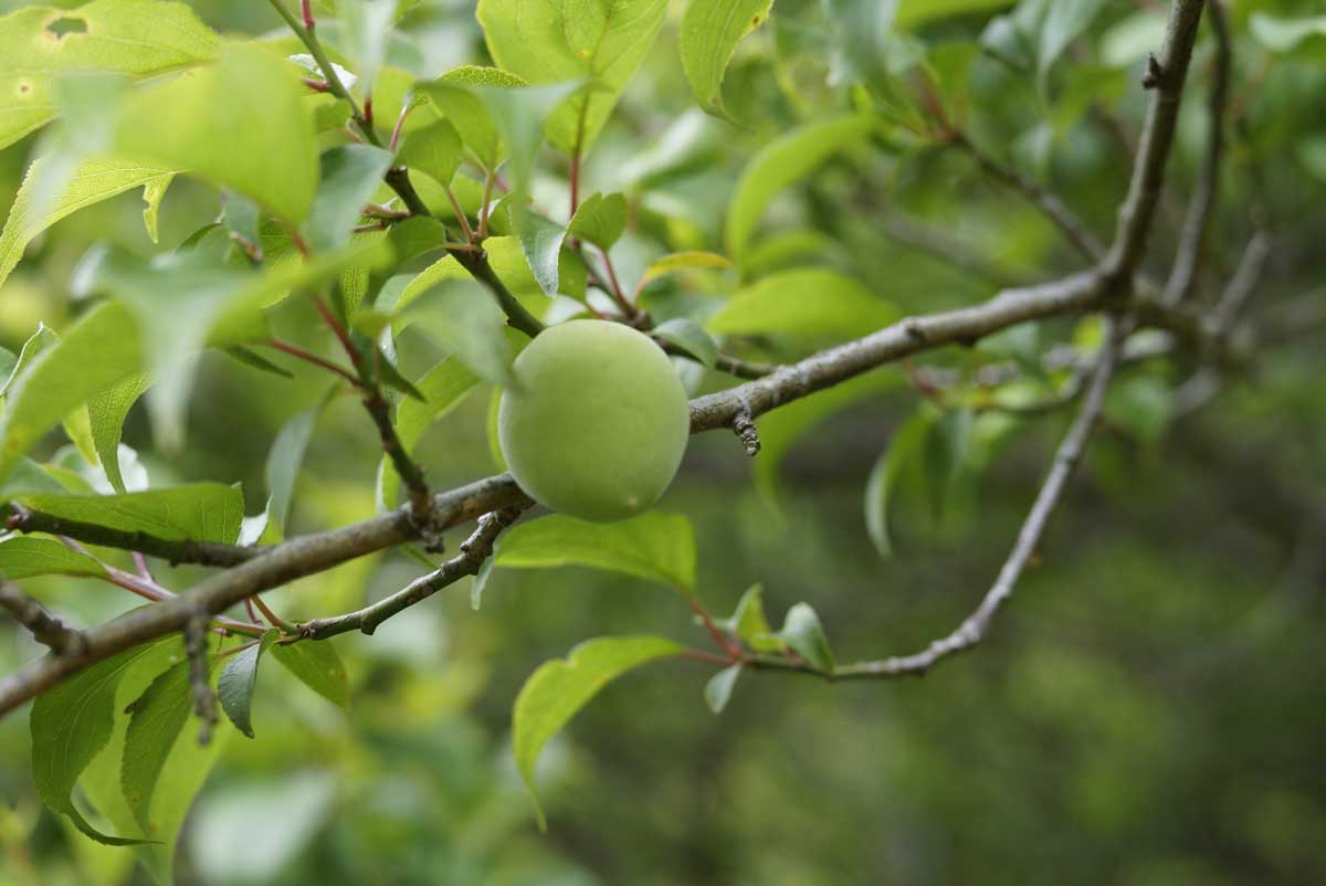 plum-tree