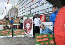 Éxito contra la patente de tomates resistentes al virus ToBRFV No-Patents-on-Tomatoes