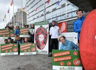Éxito contra la patente de tomates resistentes al virus ToBRFV No-Patents-on-Tomatoes
