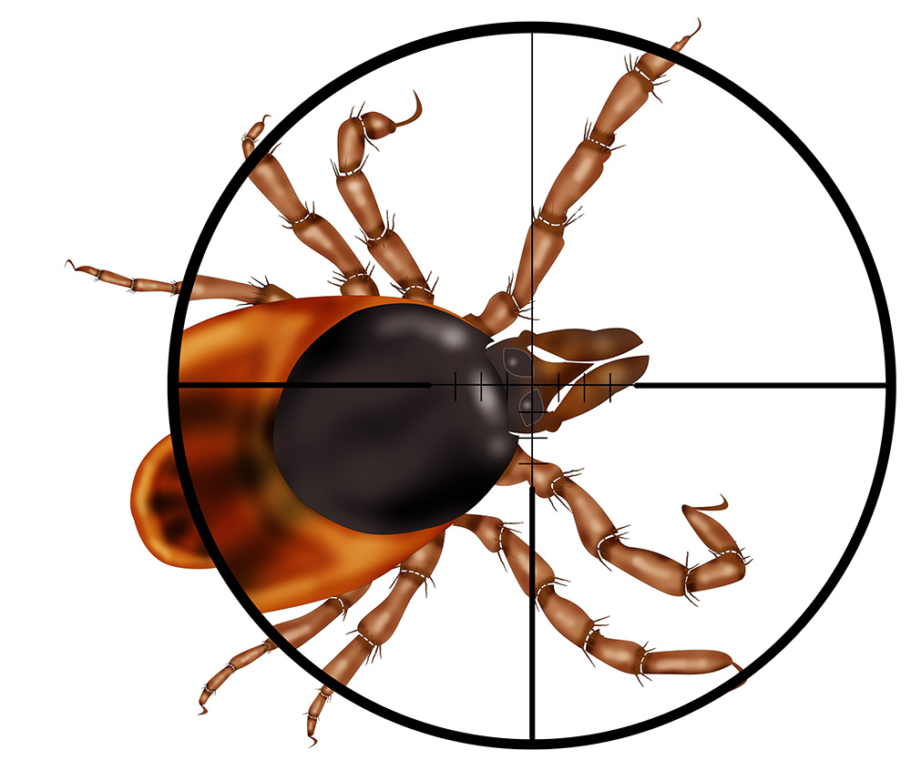 insect, gun,target,