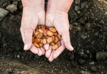 Llavors i material de reproducció per a l’agricultura ecològica