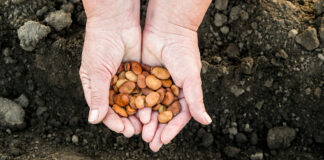 Llavors i material de reproducció per a l’agricultura ecològica