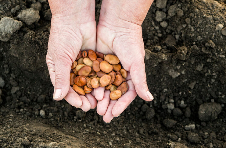 Semillas y material de reproducción para la agricultura ecológica