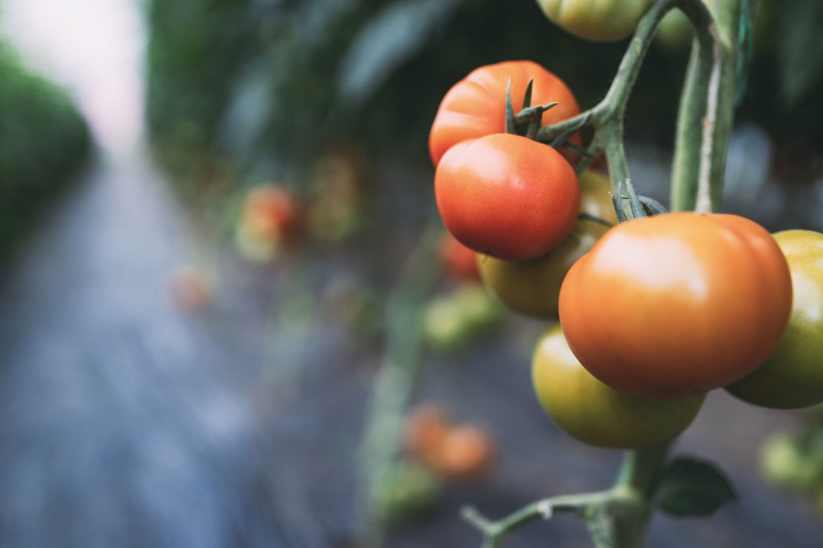 tomates-ecológicos